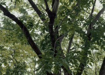 [MGA EPISOD] 245P1119 pamahiin