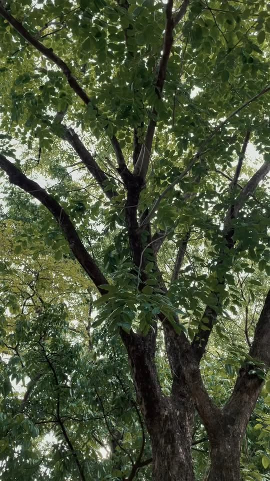 [MGA EPISOD] 245P1119 pamahiin